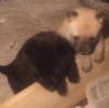 Miss Glynt, Edith and Gift (left to right)