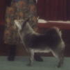 Inka showing in Veteran