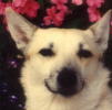 Tansy